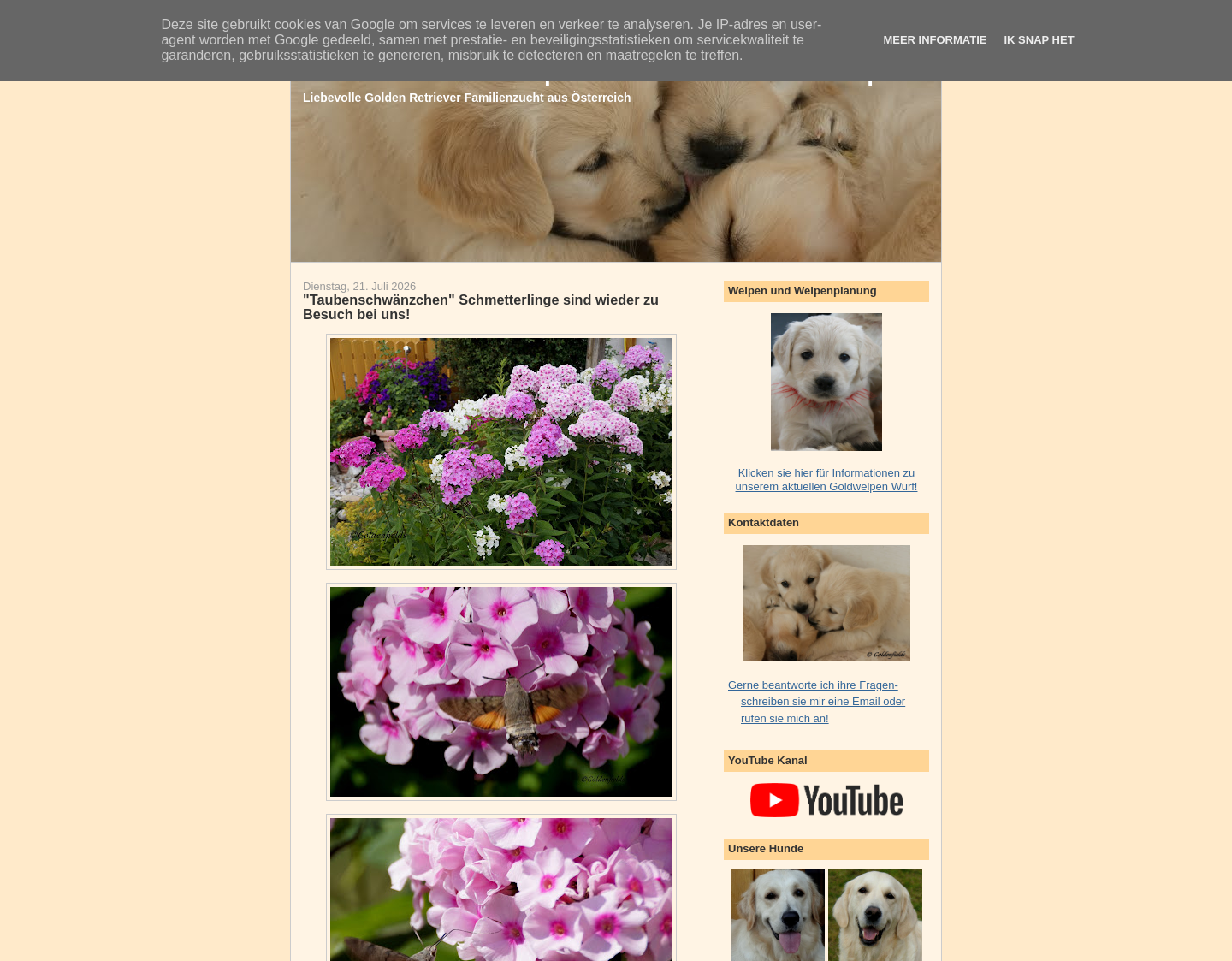 Aktuelle Website-Vorschau von Golden Fields - Golden Retriever Welpen